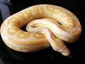 Albino Black Pastel