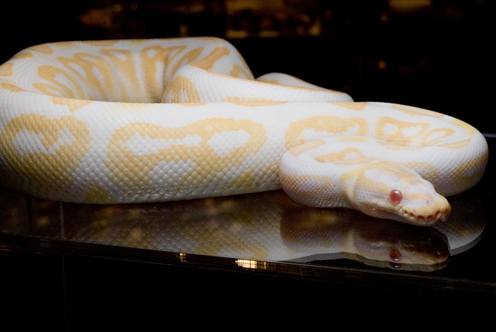 Albino Black Pastel And Albino Spider