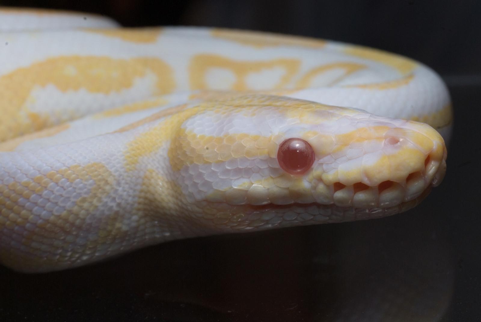 Albino Black Pastel And Albino Spider