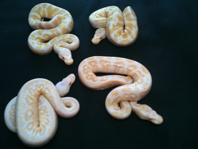 Albino Black pastel Clutch 2010
