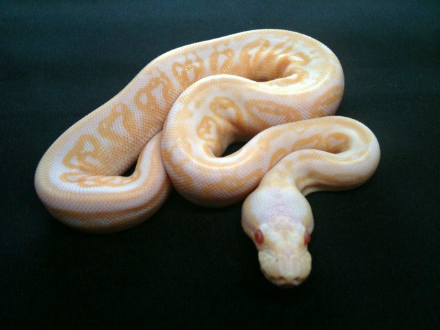 Albino Black pastel Clutch 2010