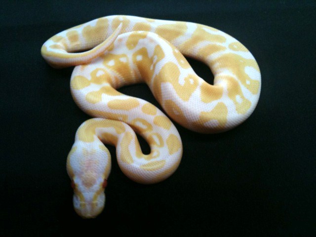Albino Black pastel Clutch 2010