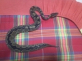 My Ball Python =d