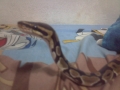 My Ball Python =d