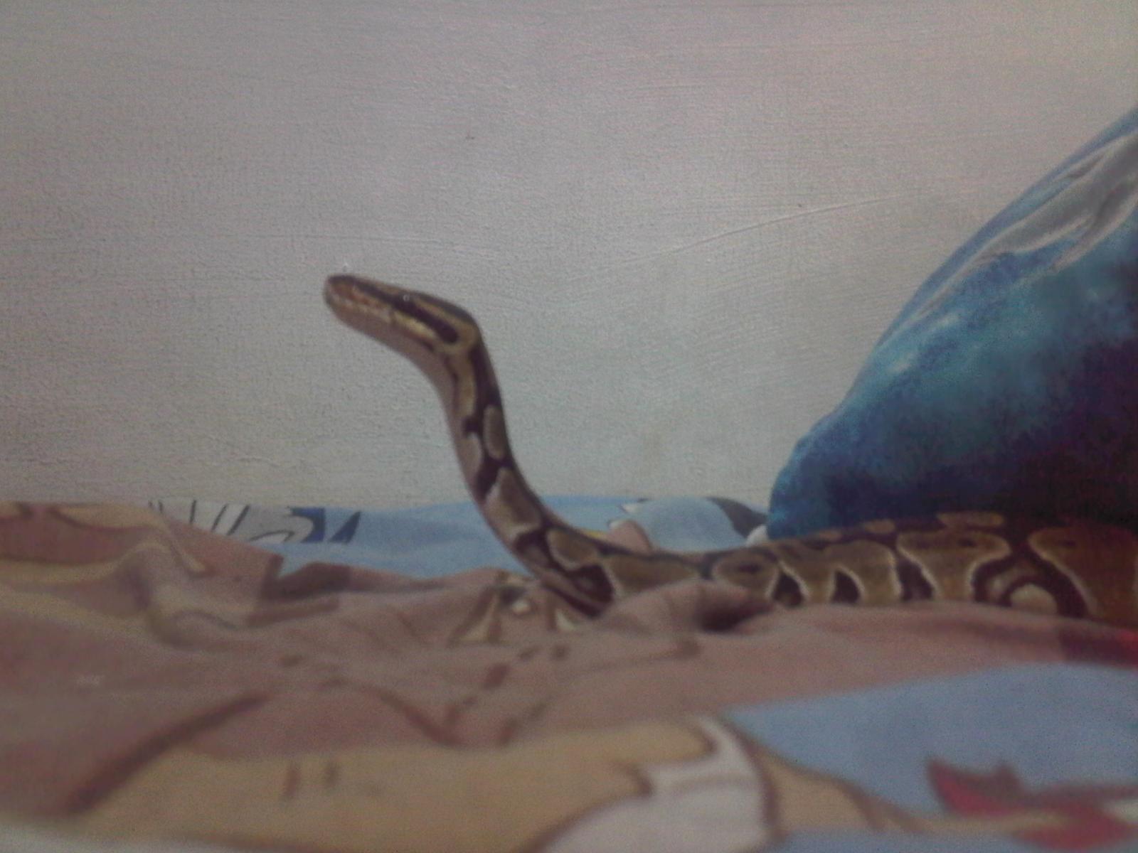 My Ball Python =d