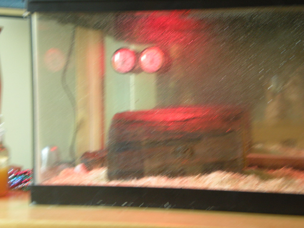 Cage Setup And Angry Snake