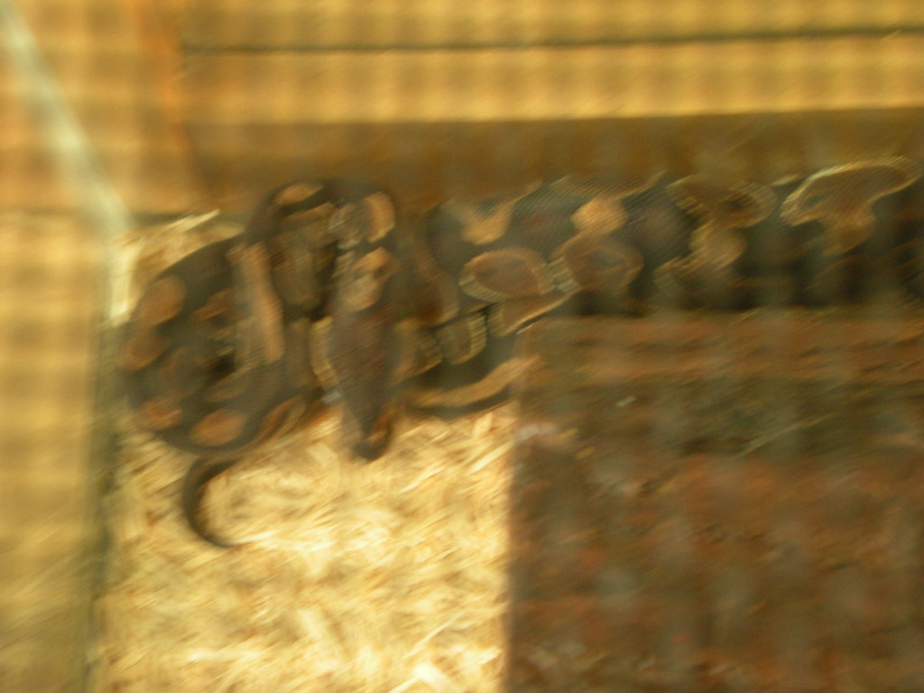 Cage Setup And Angry Snake