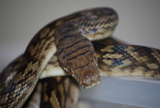 Young Amythistine Python