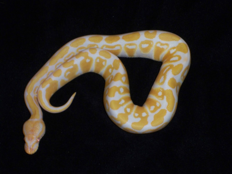 Female Albino
