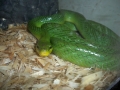 Female Green Red-tail Rat Snake