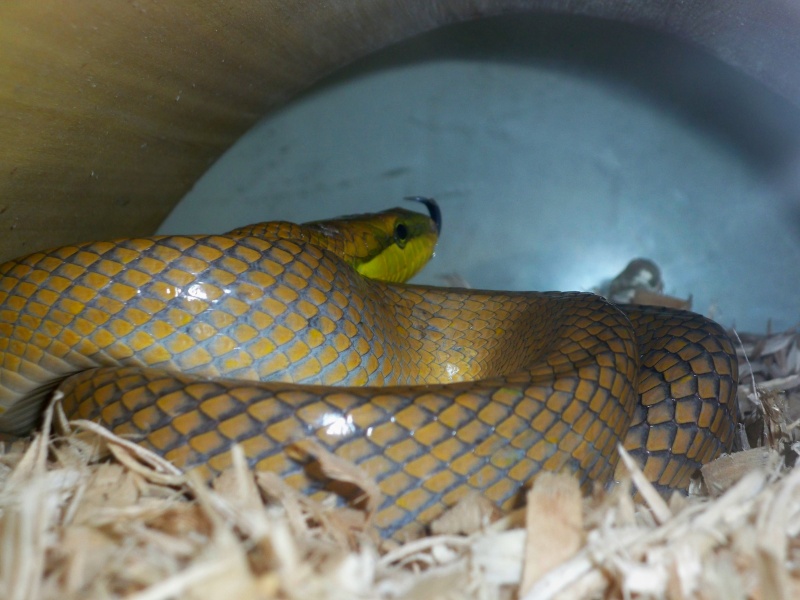 Orange Phase Green Red-tail Rat Snake