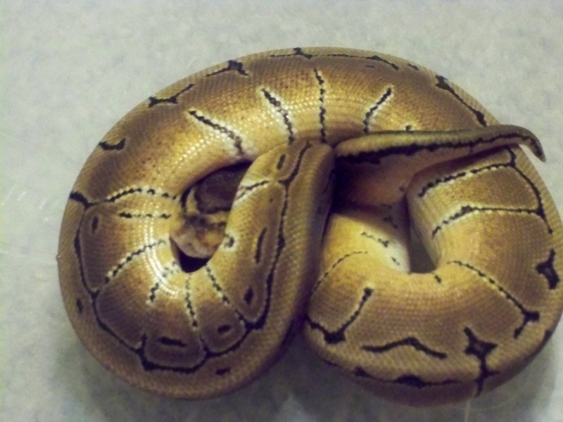 Female Pinstripe