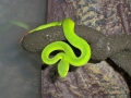 Female White Lipped Tree Viper