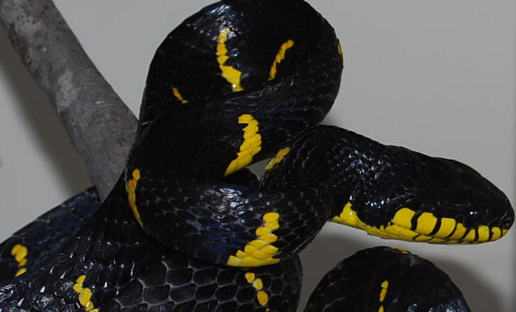 Boiga Dendrophila