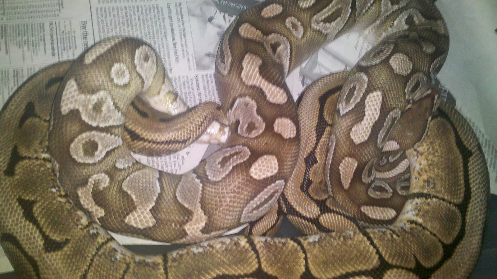 Sgr Lesser x Spider