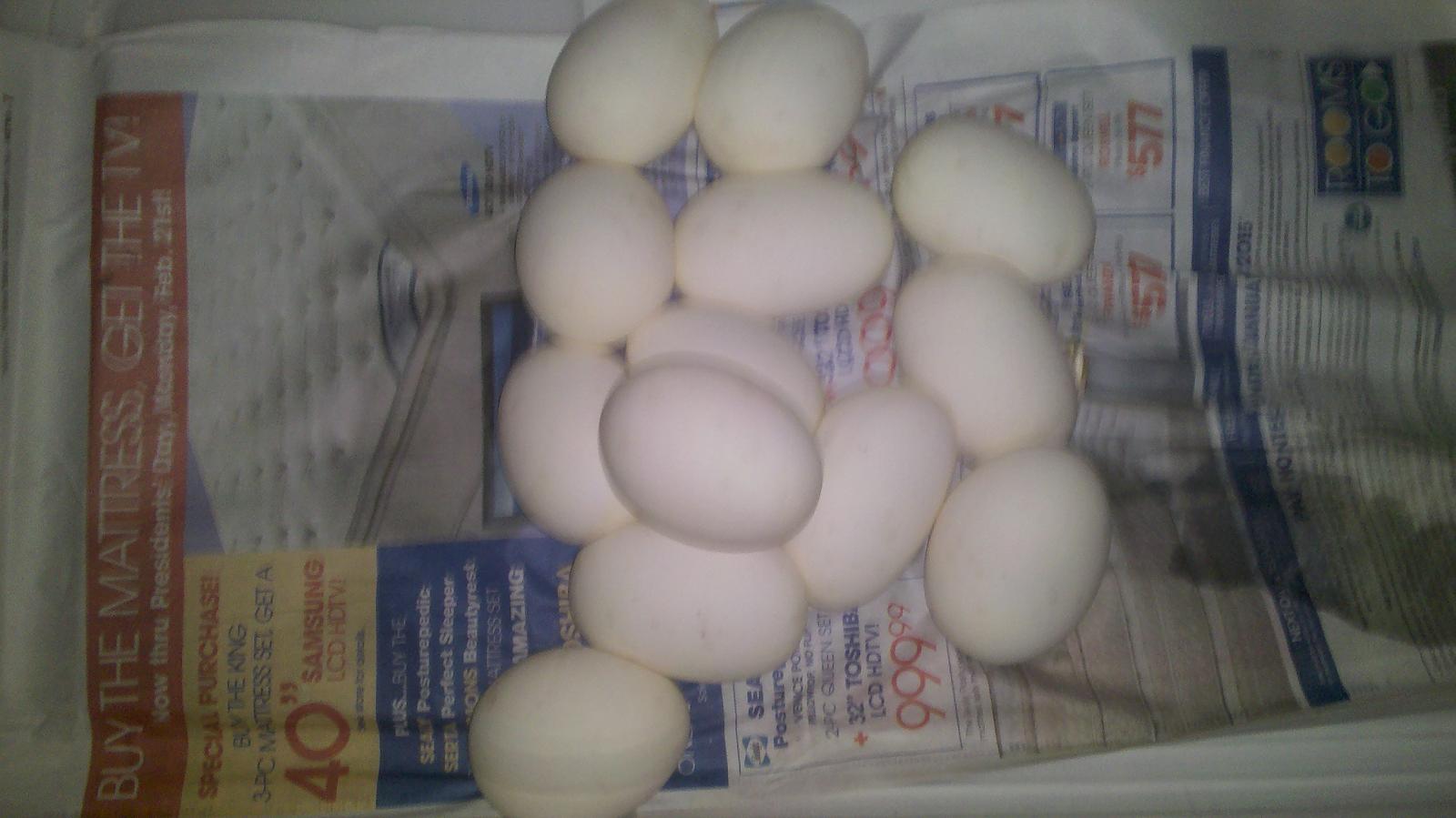 13 Good Eggs Bee x Noormal
