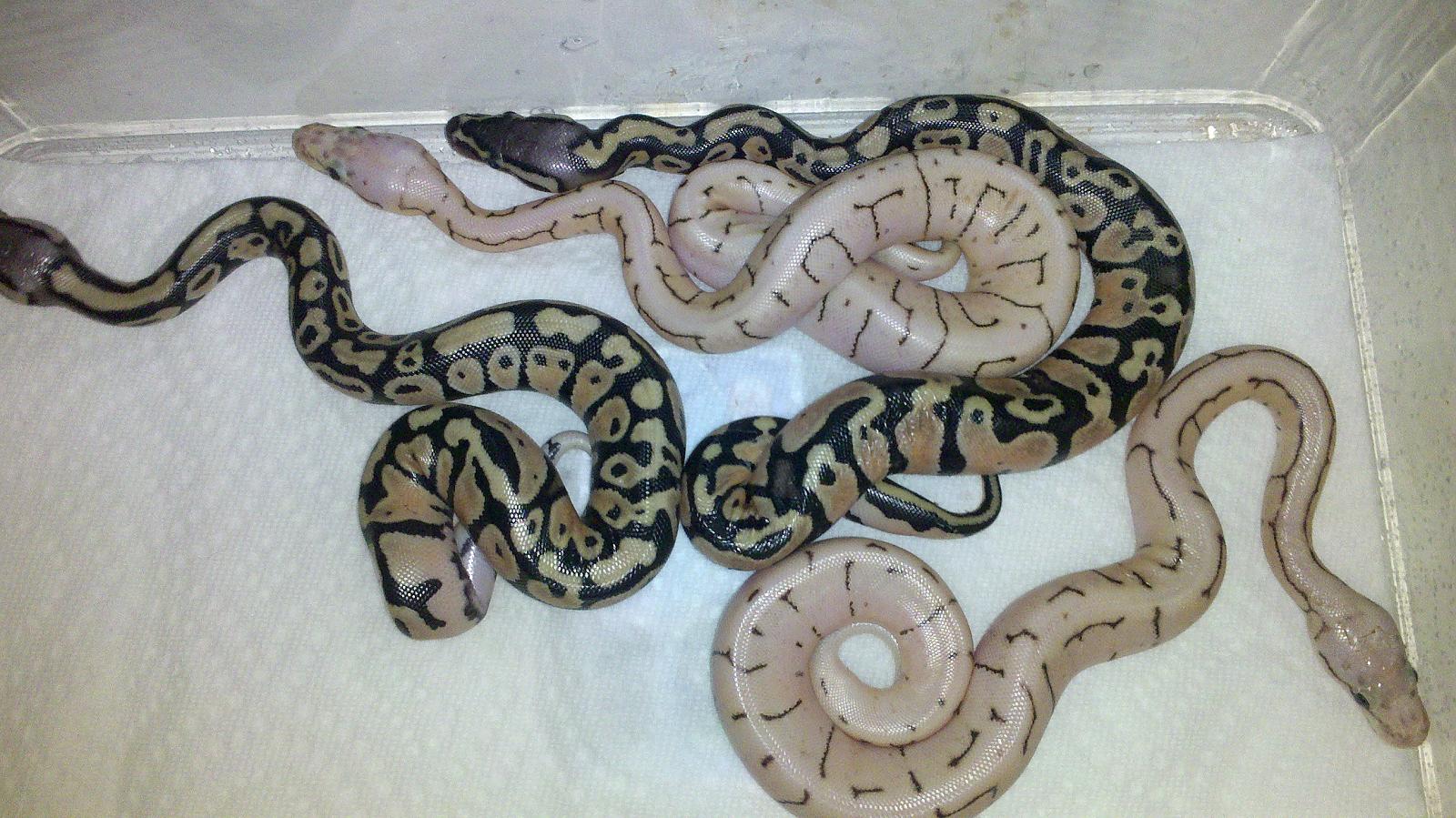 Bee x Pinstripe Babys