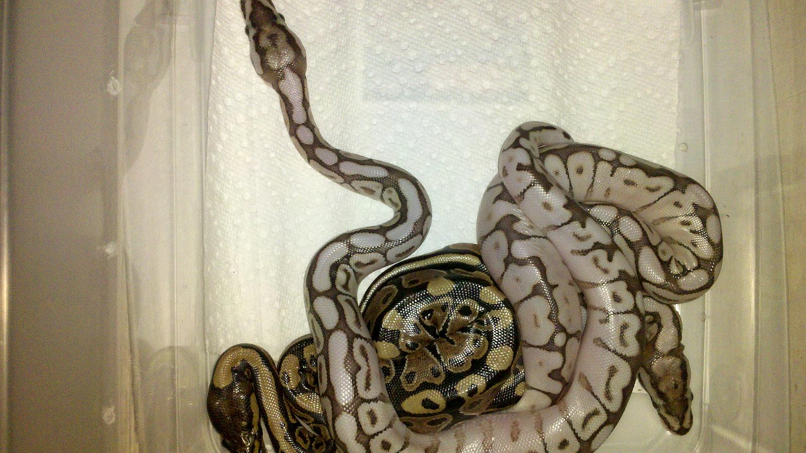 Sgr Lesser x Spider clutch, 2 LesserBee's