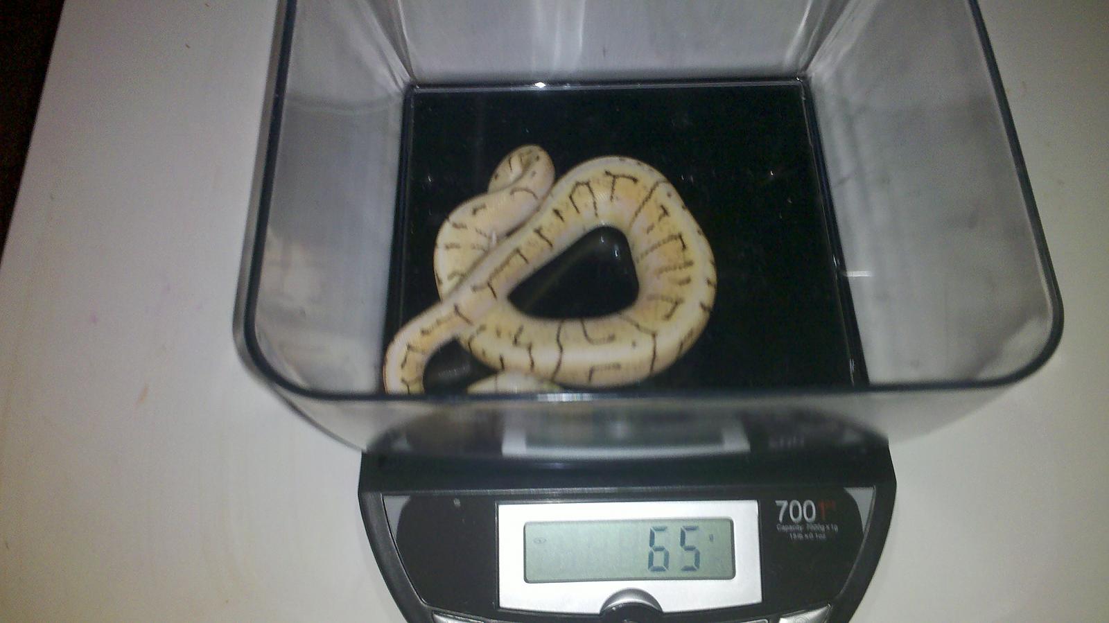 3 SpinnerBlast
