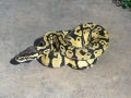 Dscn0556