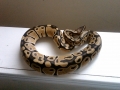 Ball Python Picture!