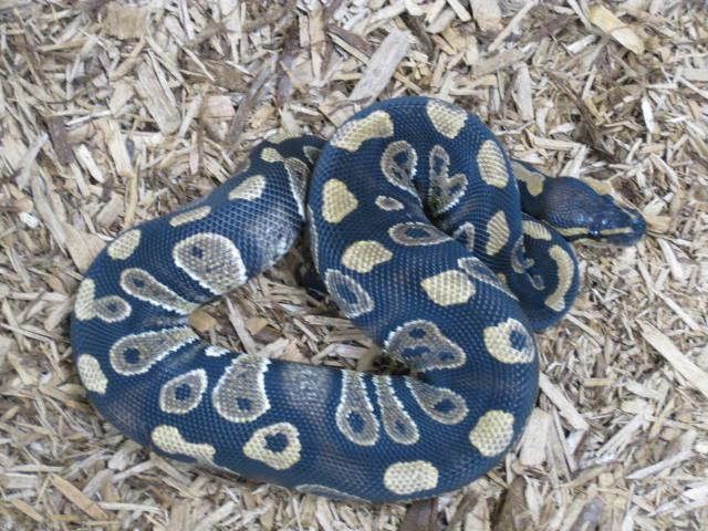 Ball Pythons