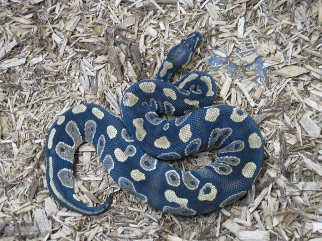 Ball Pythons