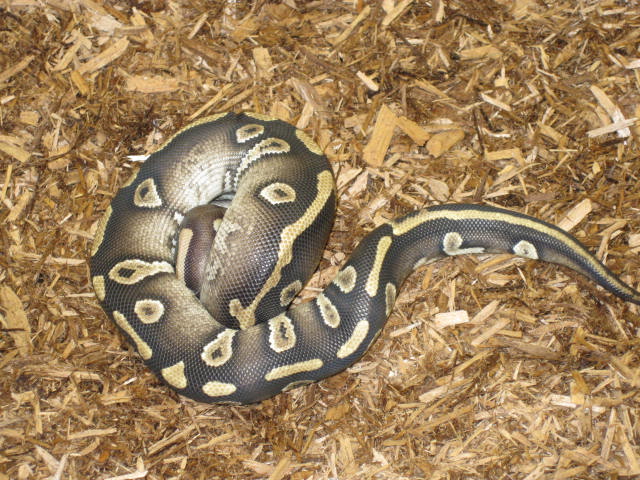 Ball Pythons