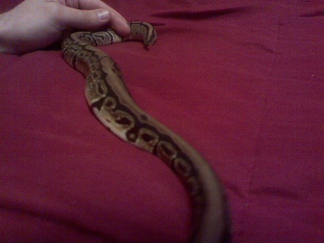 Mojave?
