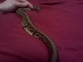 Mojave?