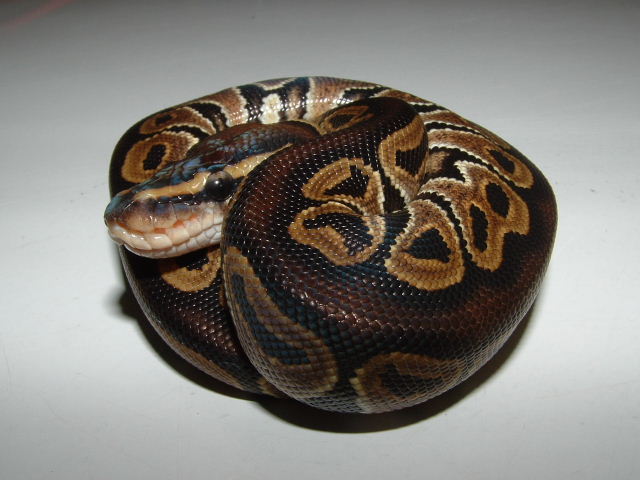 2009 09140003