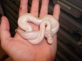 Ivory Het-pied Male