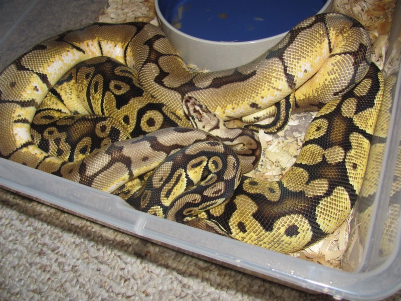 Bee x Pastel breeding