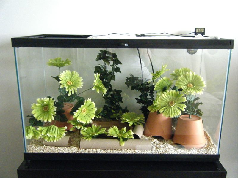 Lemon Update