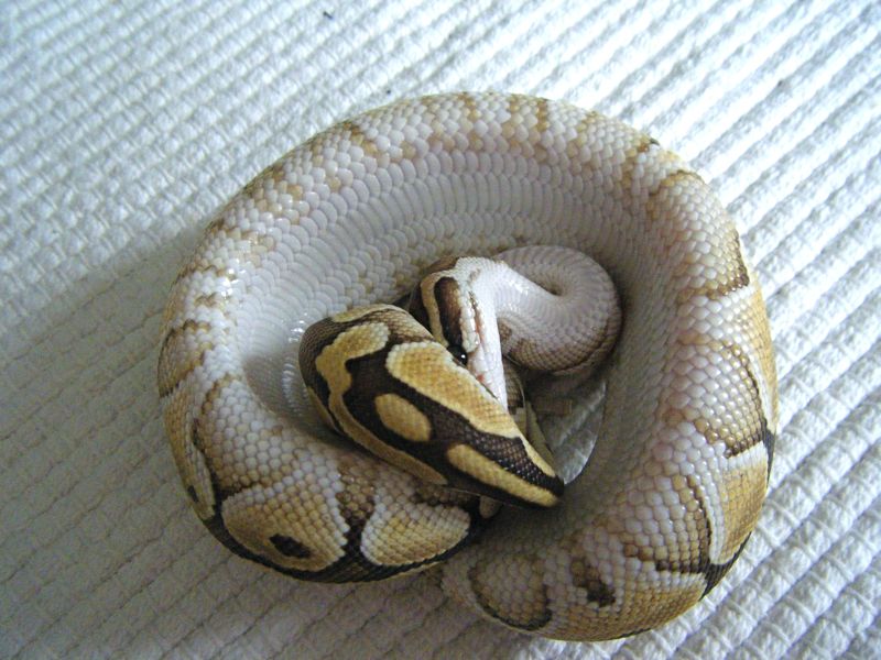 Lemon Update