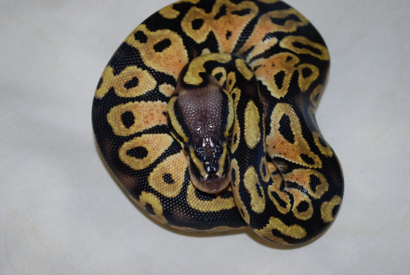 Lemon Pastel