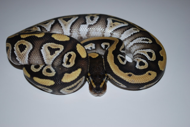 Mojave