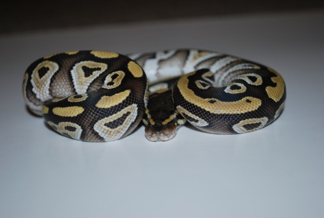 Mojave