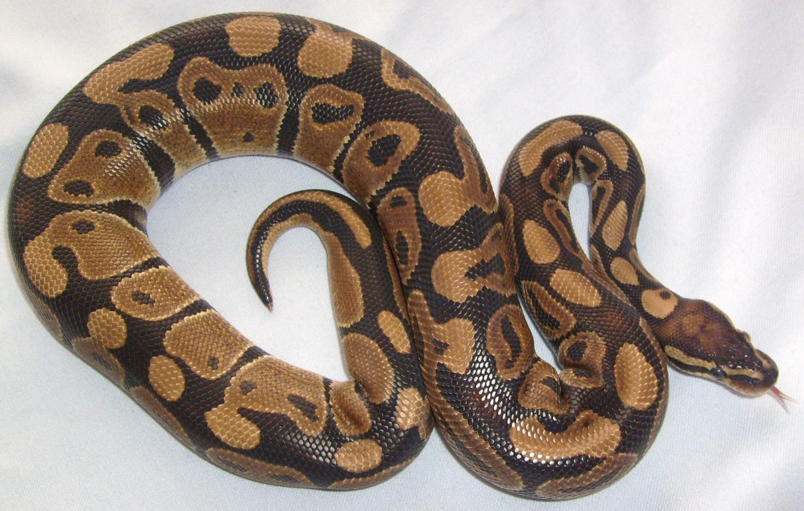 Ace Het Albino Male