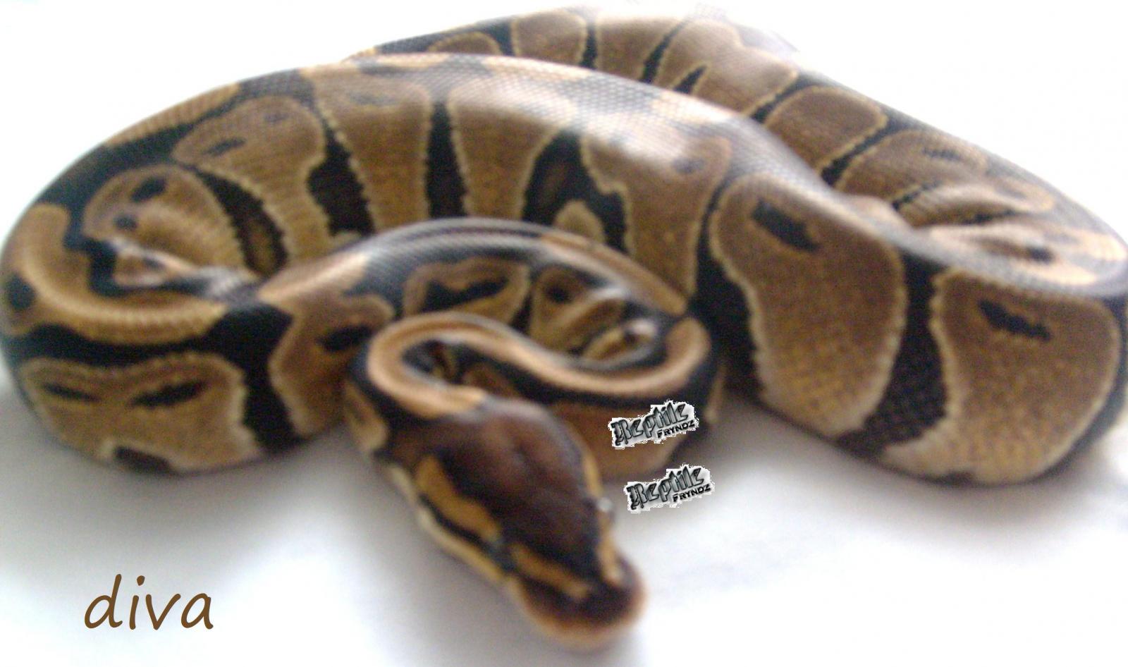 Diva Normal Female
