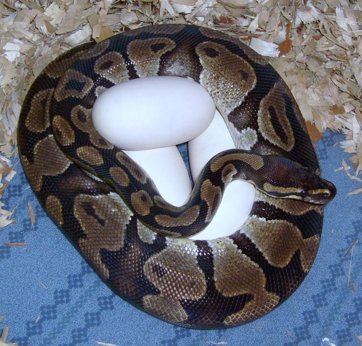Dyna Normal Female