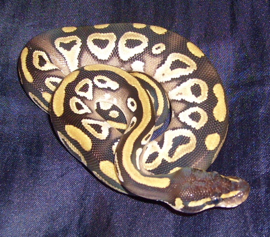 T.k.o.mojave Male