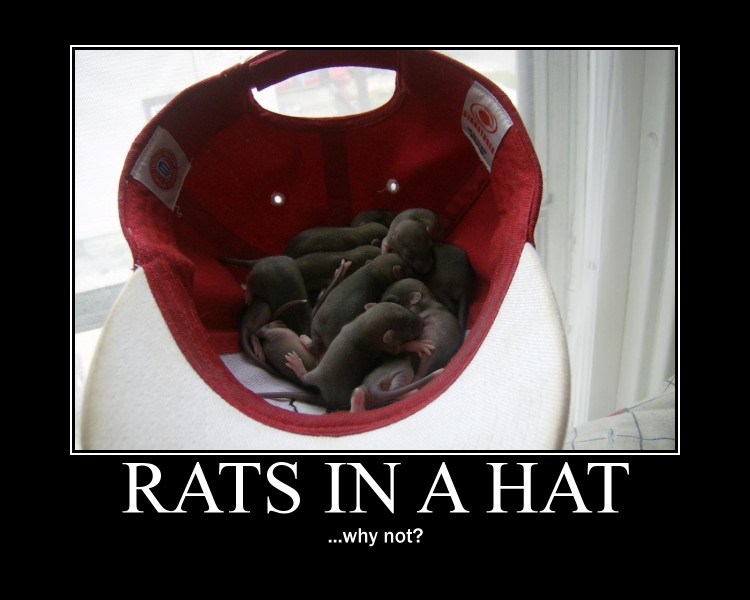 Rats In A Hat