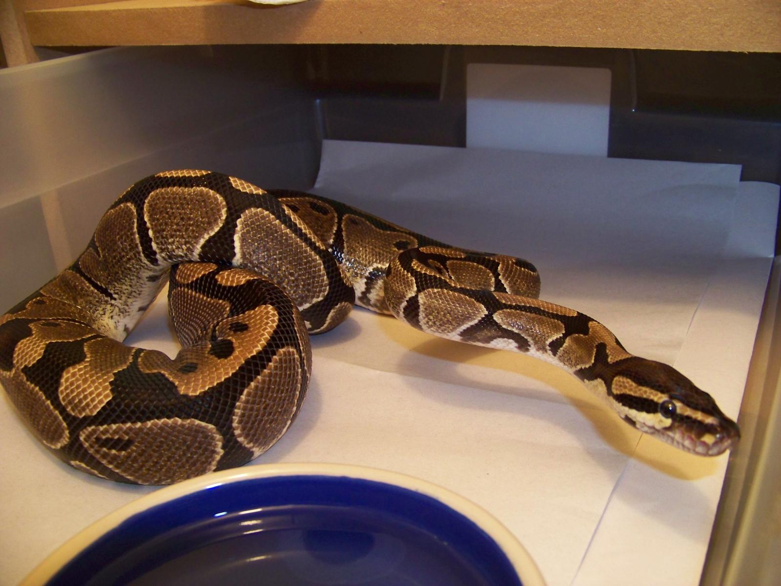 100% Het. Gen Stripe