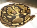 Unsure Male Bp 735g.