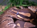 Female ball python in shed