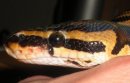 Baby Ball Python