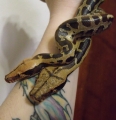 Borneo Short Tail Pythons