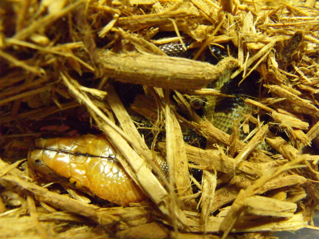 Borneo Short-tailed Female