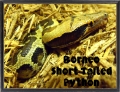 Borneo Short-tailed Male